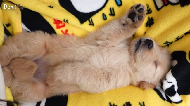 ゴールデンレトリーバー,動画