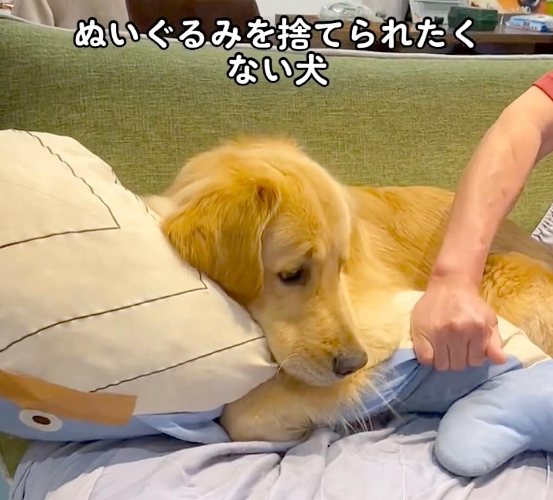 ゴールデンレトリーバー,動画