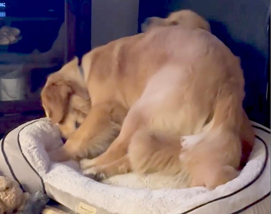 ゴールデンレトリーバー,動画