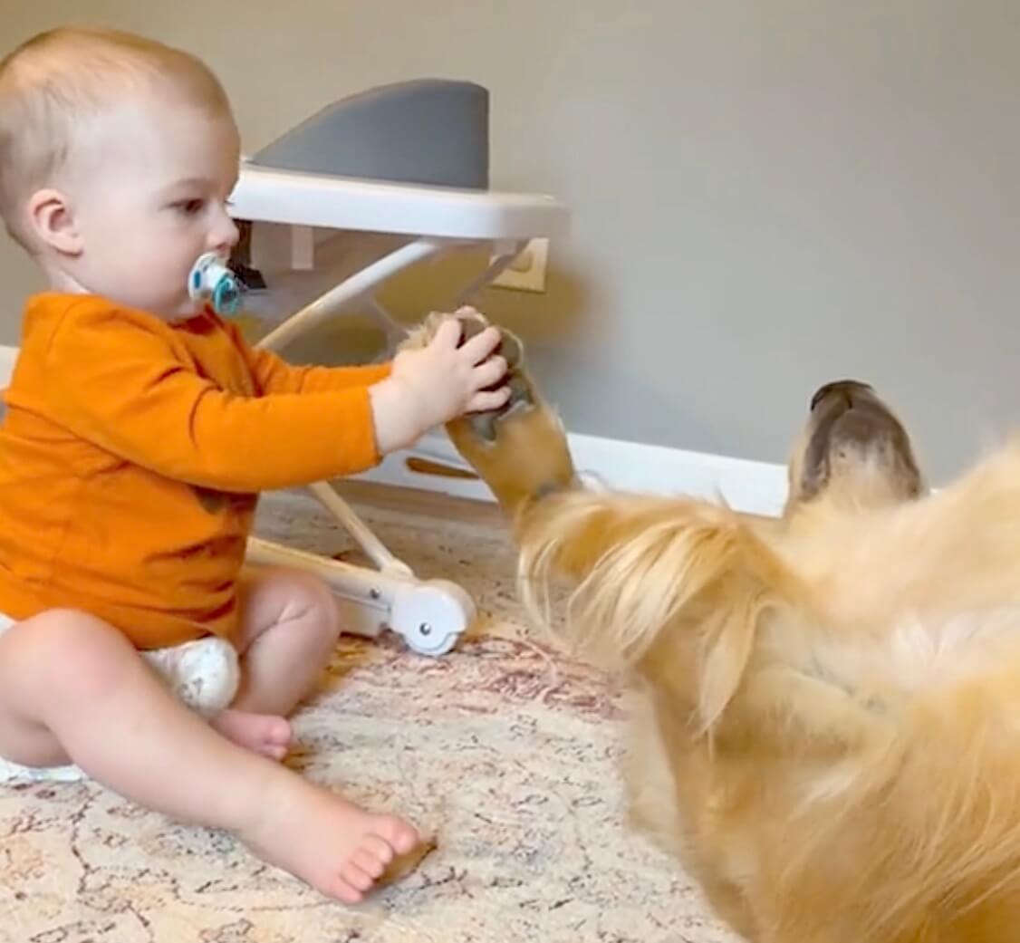 ゴールデンレトリーバー,動画