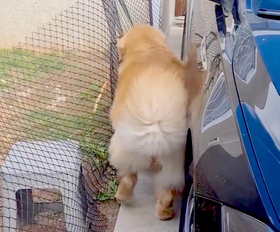 ゴールデンレトリーバー,動画