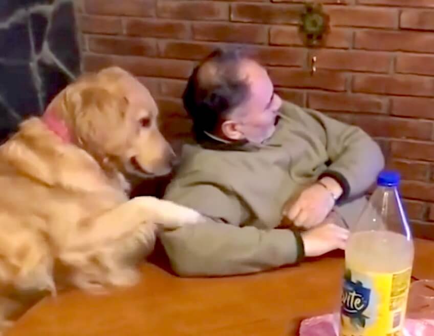 ゴールデンレトリーバー,動画