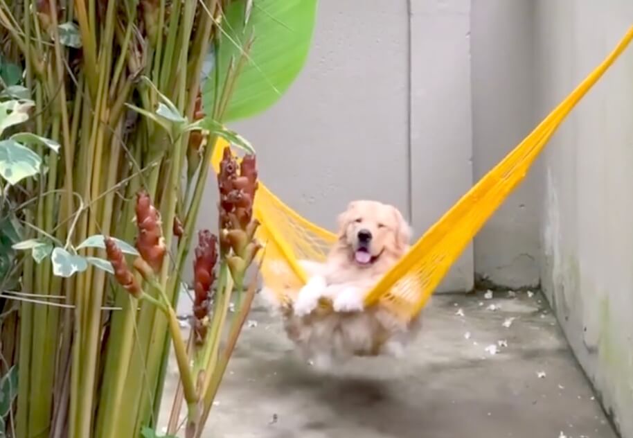 ゴールデンレトリーバー,動画