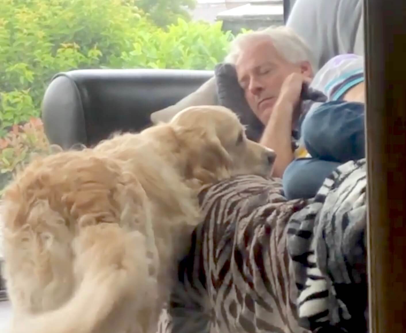 ゴールデンレトリーバー,動画