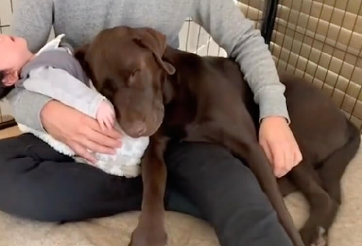 ラブラドールレトリーバー,動画