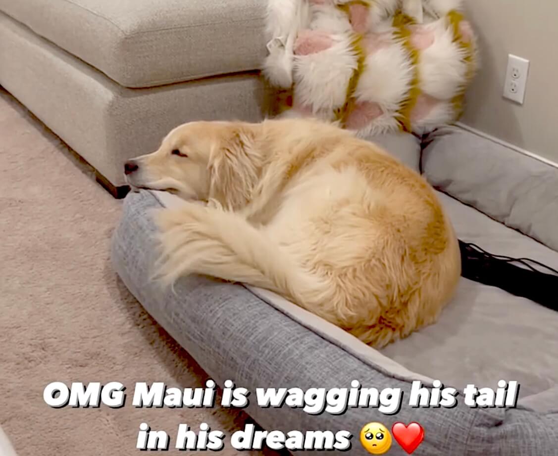 ゴールデンレトリーバー,動画