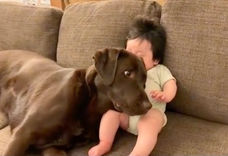 ラブラドールレトリーバー,動画