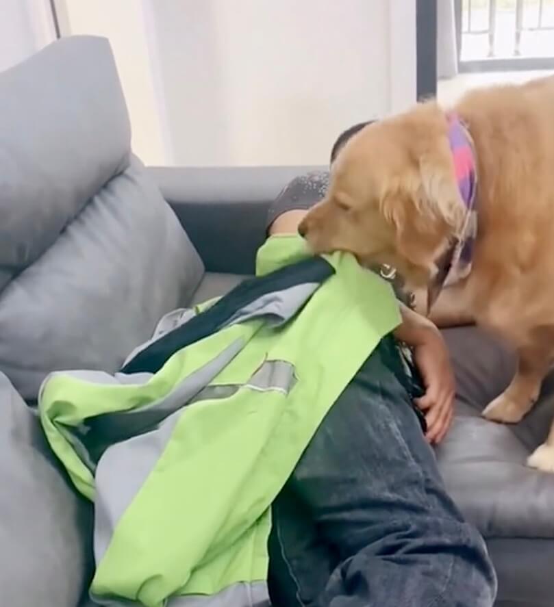 ゴールデンレトリーバー,動画