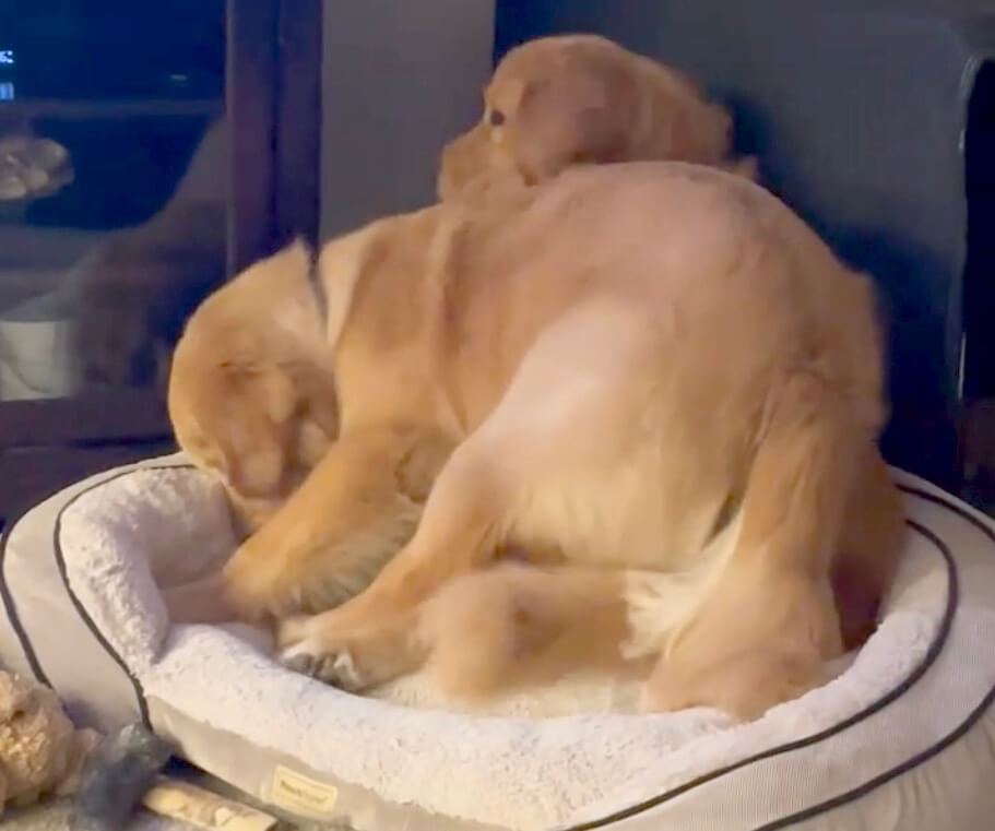 ゴールデンレトリーバー,動画