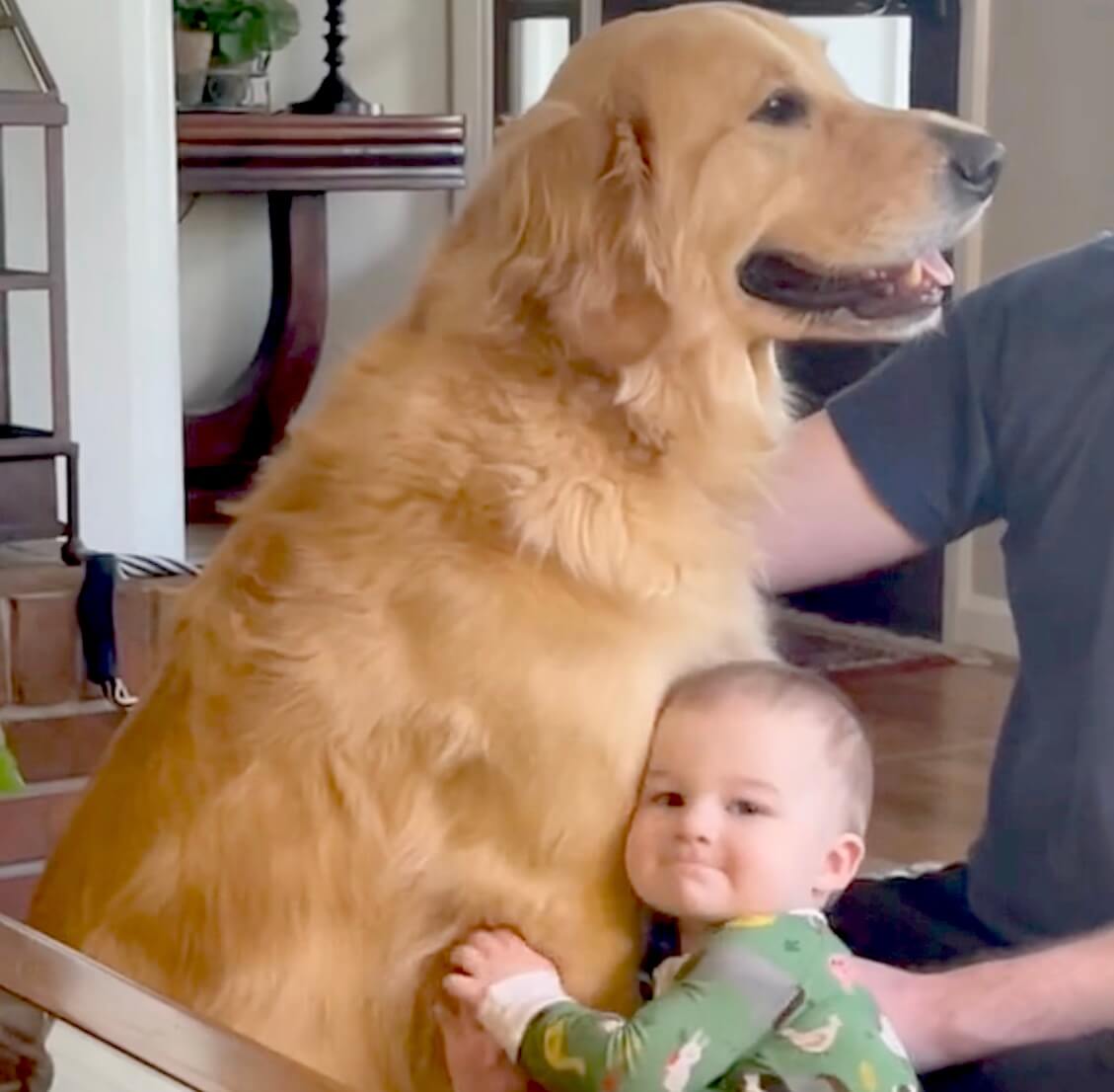 ゴールデンレトリーバー,動画