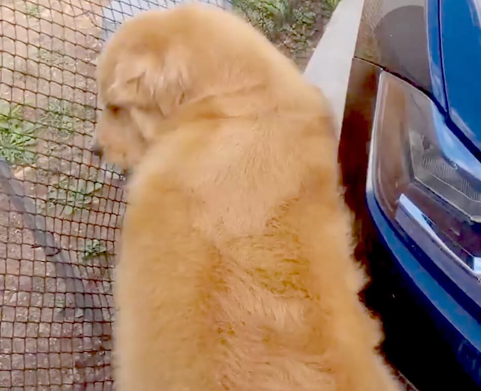 ゴールデンレトリーバー,動画