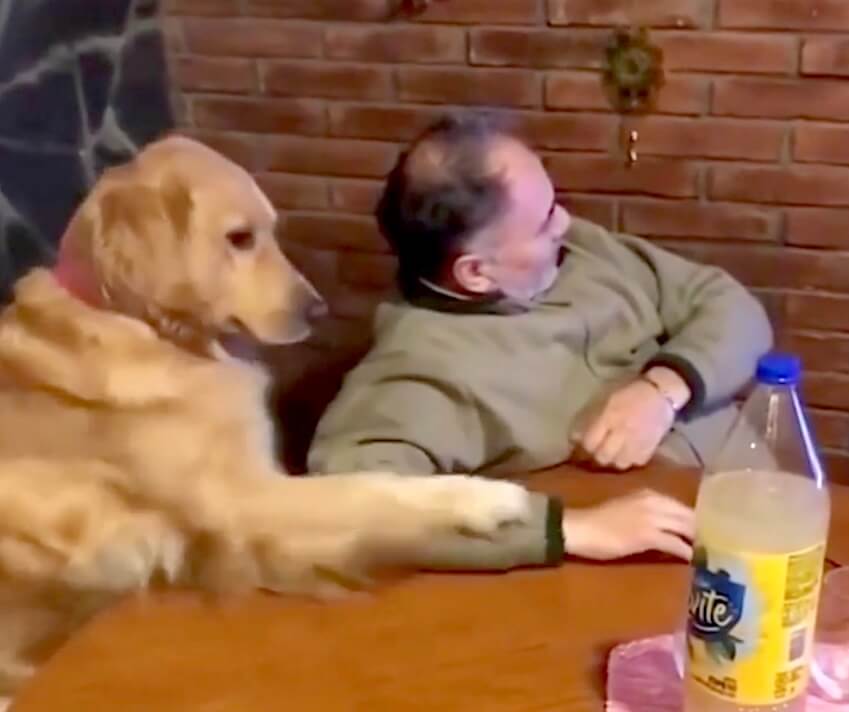 ゴールデンレトリーバー,動画