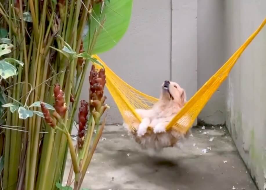 ゴールデンレトリーバー,動画