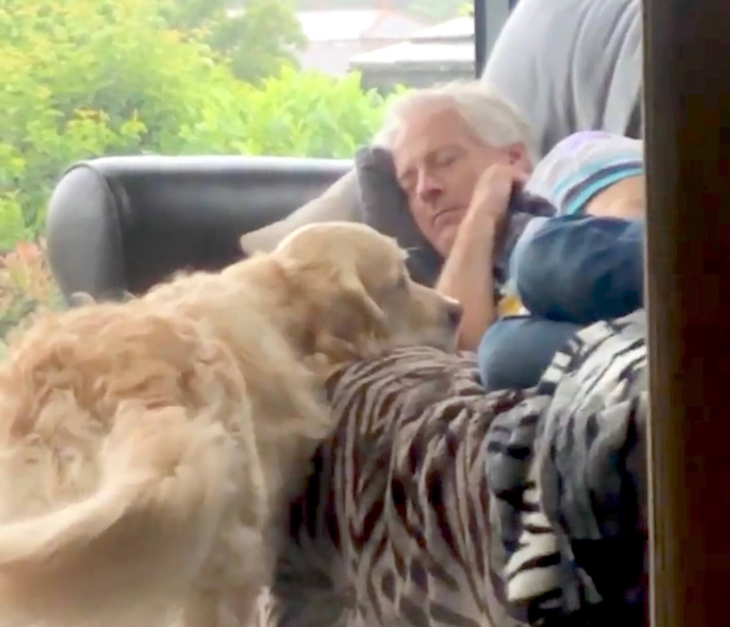 ゴールデンレトリーバー,動画