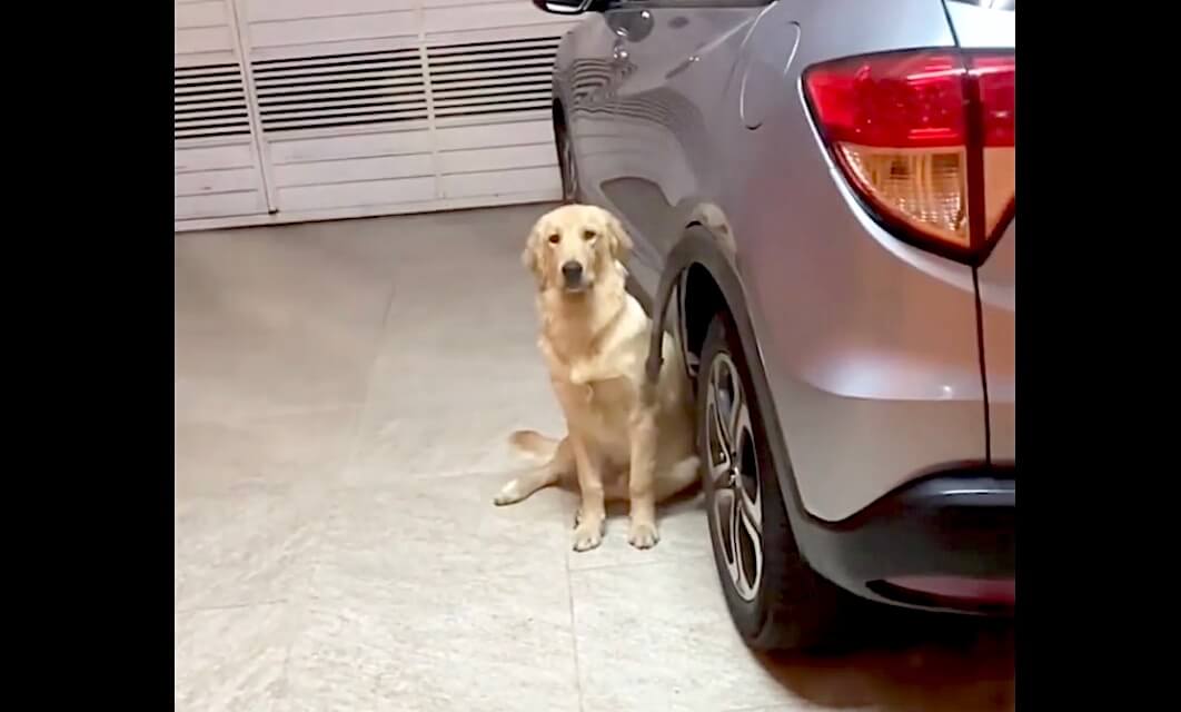 ゴールデンレトリーバー,動画