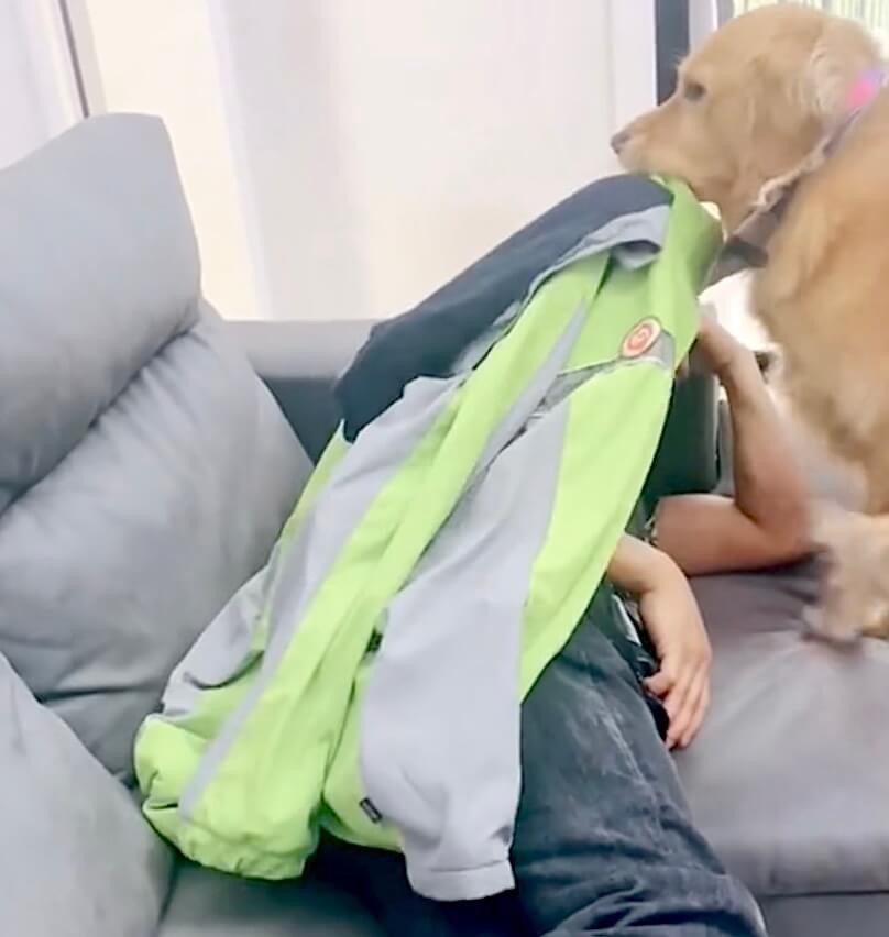 ゴールデンレトリーバー,動画