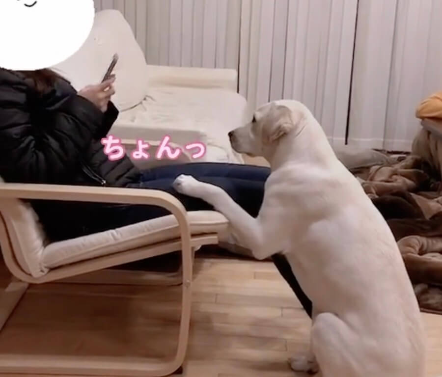 ラブラドールレトリーバー,動画