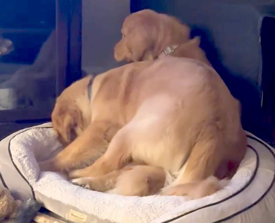 ゴールデンレトリーバー,動画