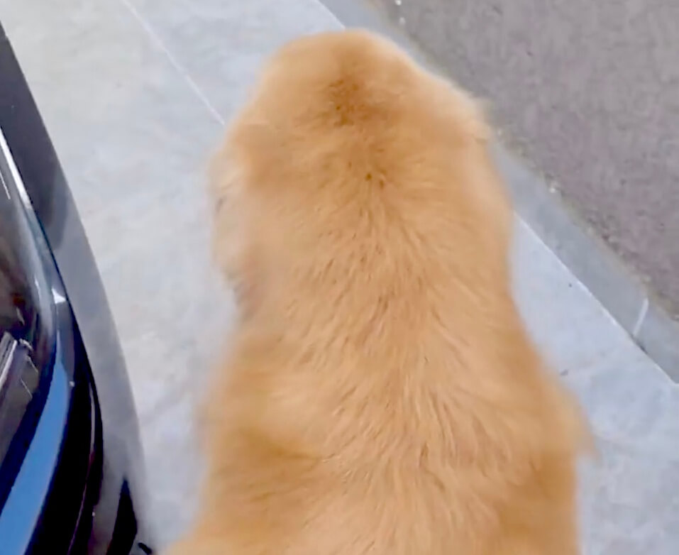 ゴールデンレトリーバー,動画