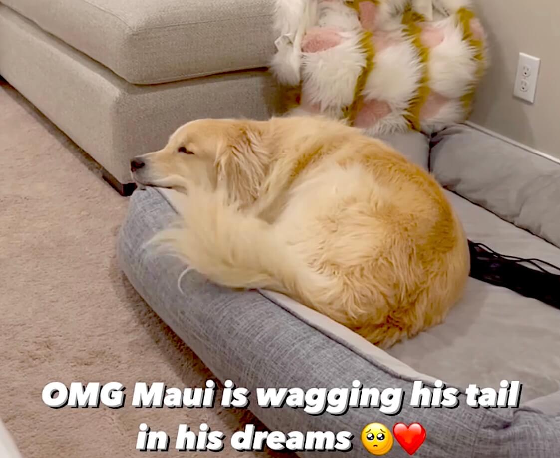 ゴールデンレトリーバー,動画