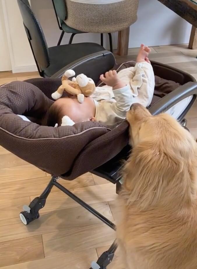 ゴールデンレトリーバー,動画