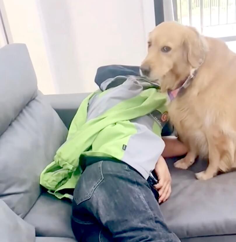 ゴールデンレトリーバー,動画