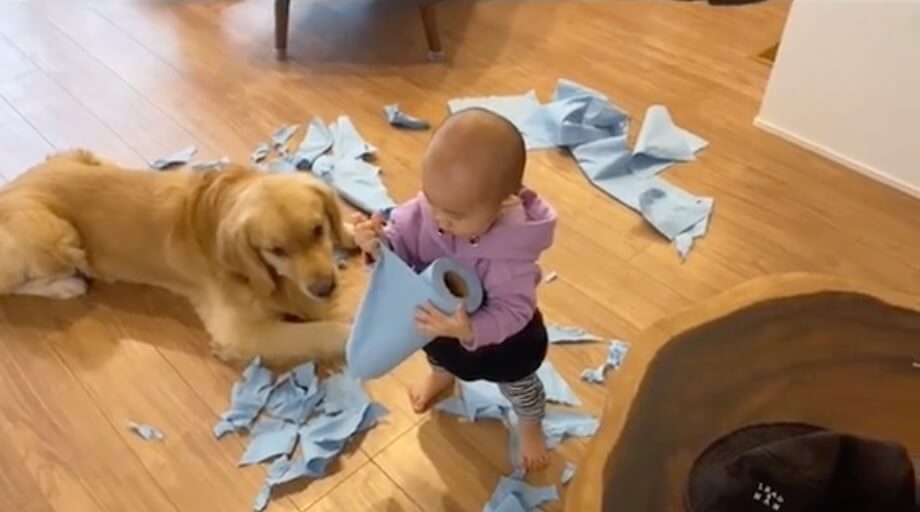 ゴールデンレトリーバー,動画