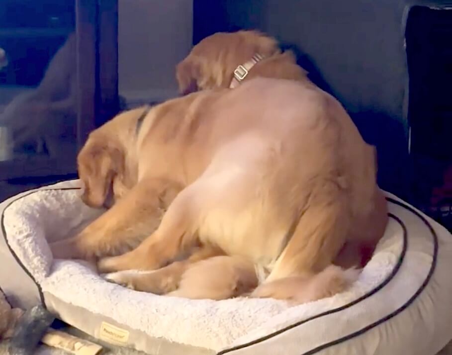 ゴールデンレトリーバー,動画