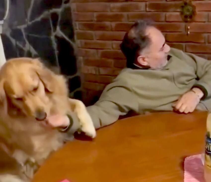 ゴールデンレトリーバー,動画