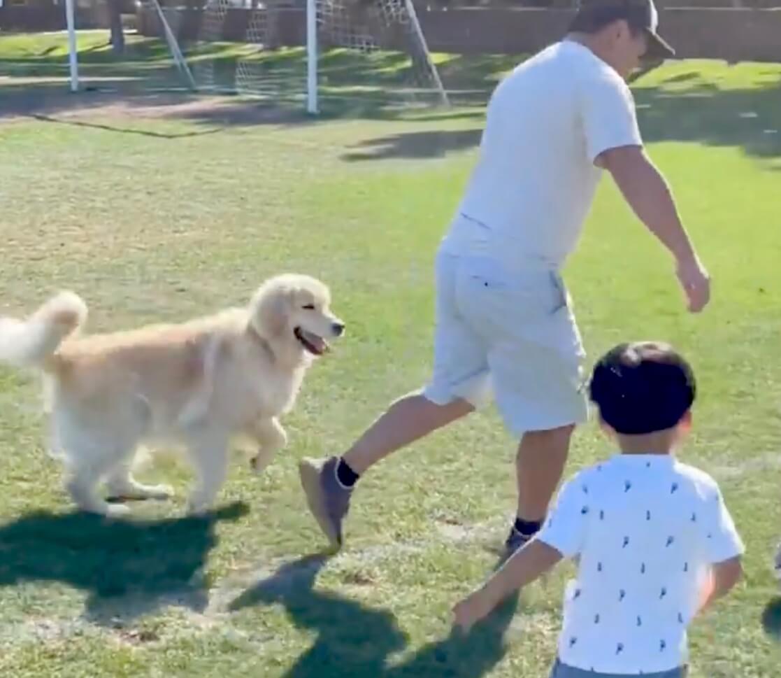 ゴールデンレトリーバー,動画