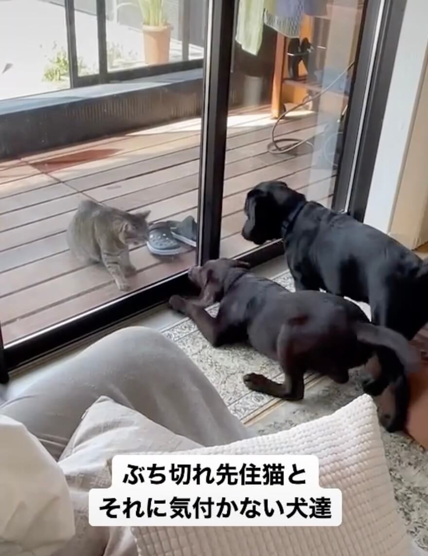 ラブラドールレトリーバー,動画