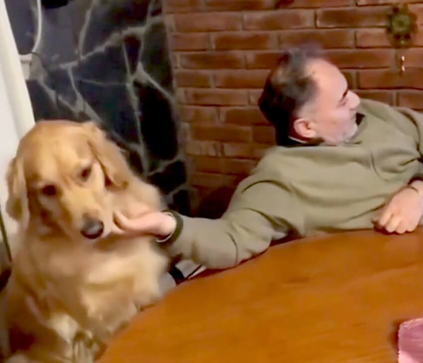 ゴールデンレトリーバー,動画