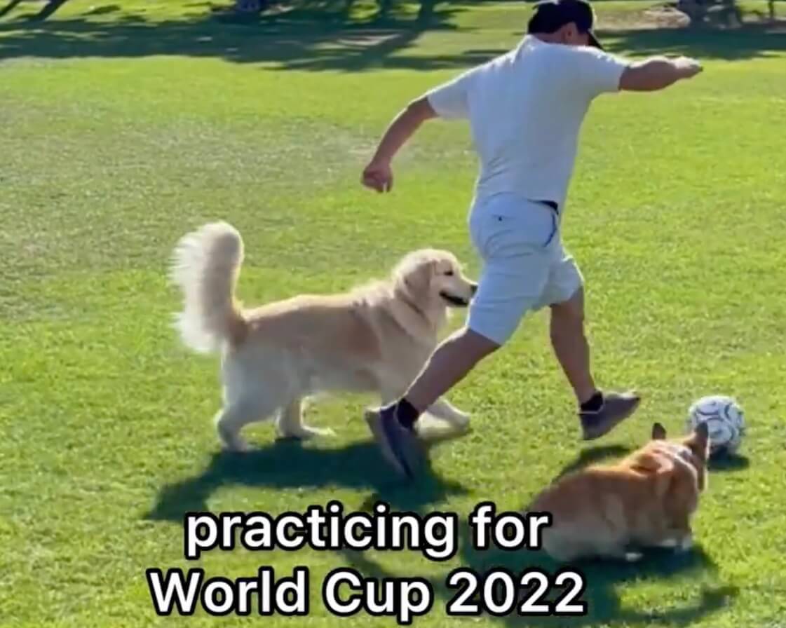 ゴールデンレトリーバー,動画