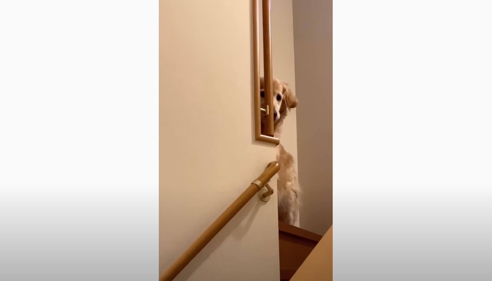 ゴールデンレトリーバー,動画