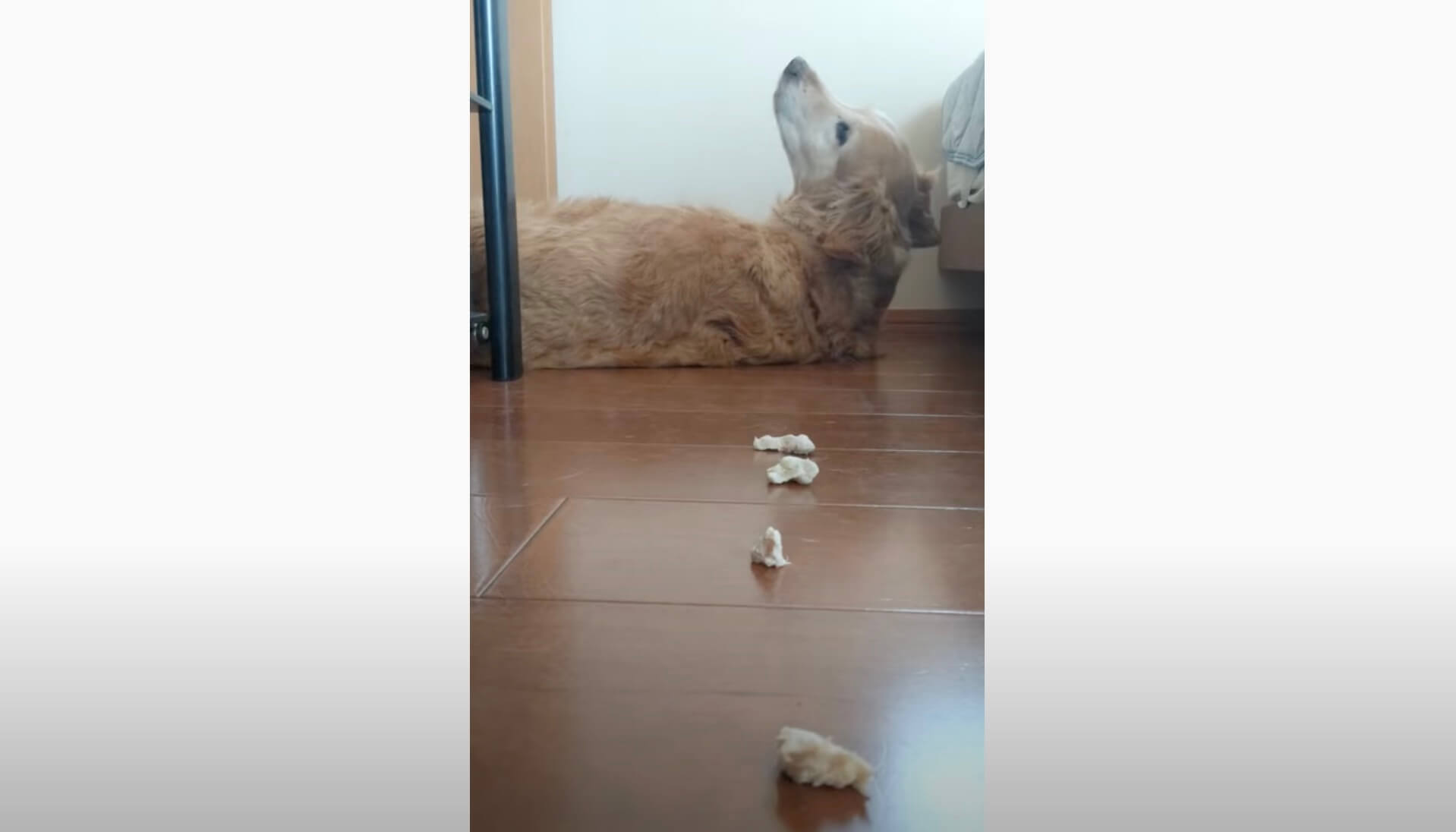 ゴールデンレトリーバー,動画