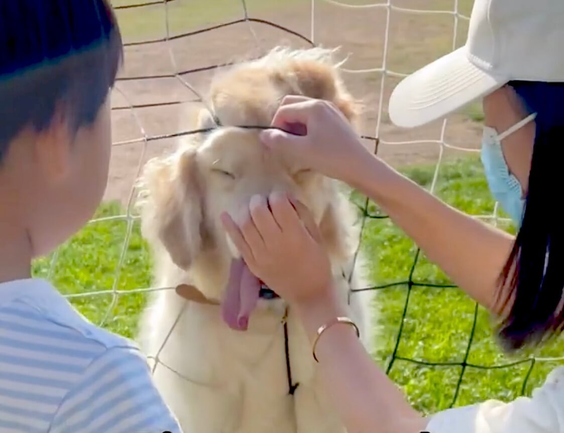 ゴールデンレトリーバー,動画