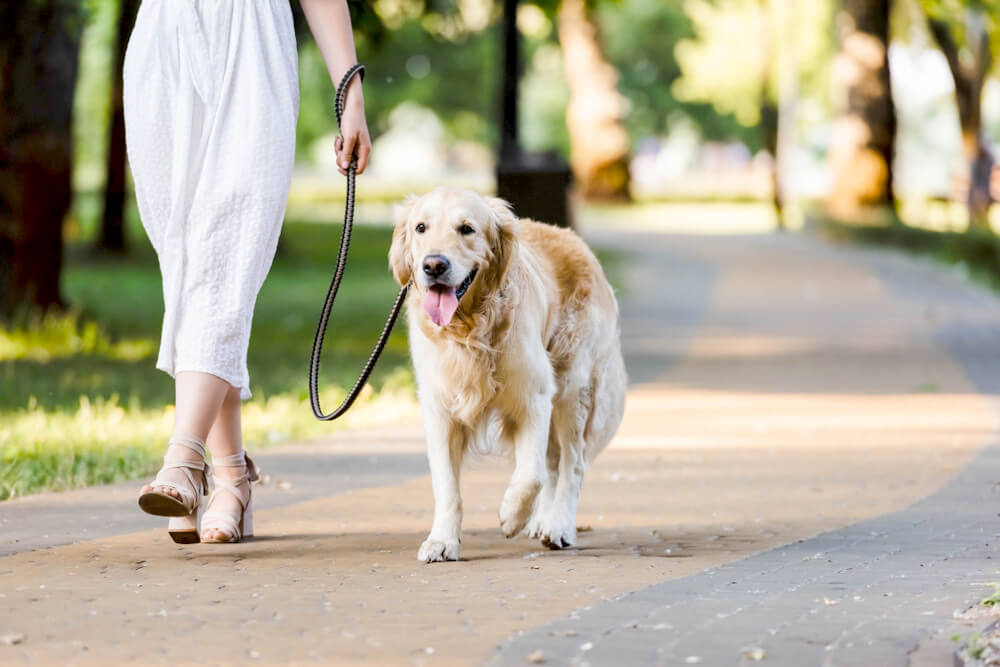 レトリーバー,マイクロチップ,迷子