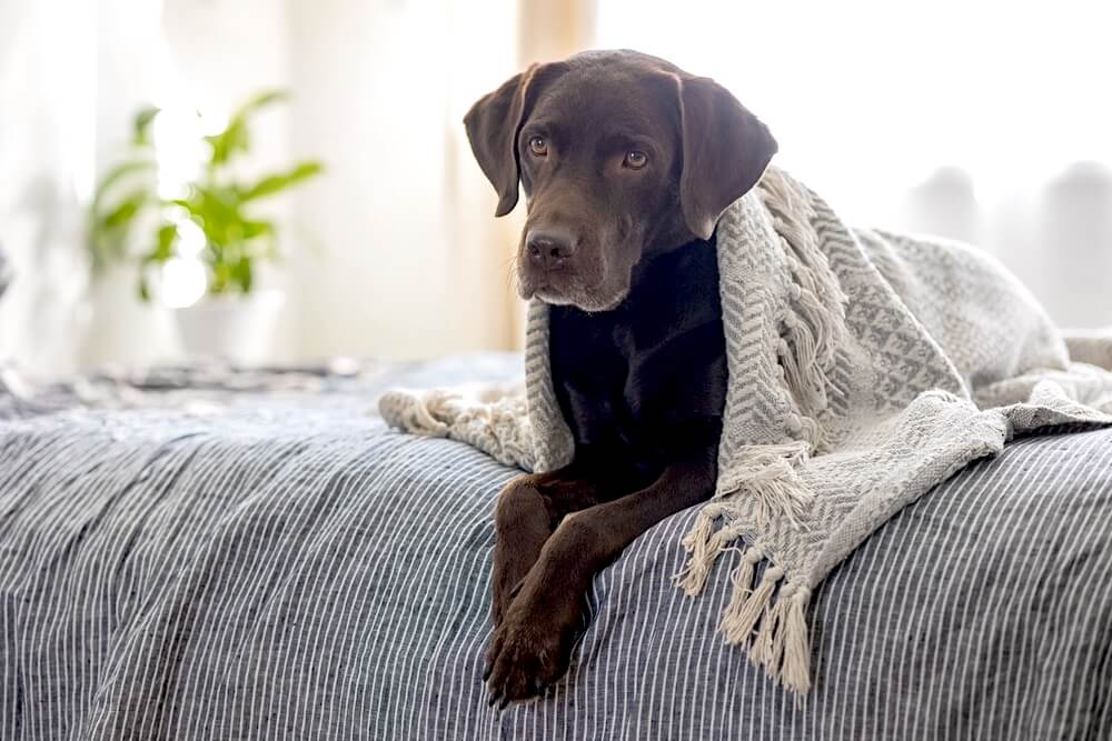 レトリーバー,マイクロチップ,迷子