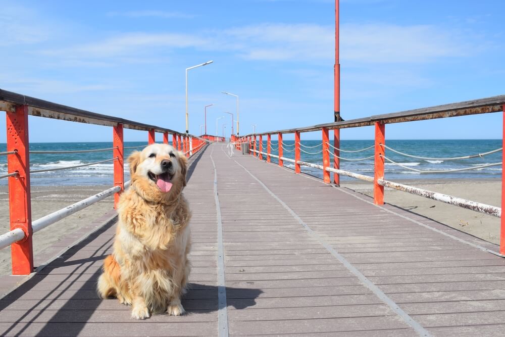 レトリーバー,マイクロチップ,迷子