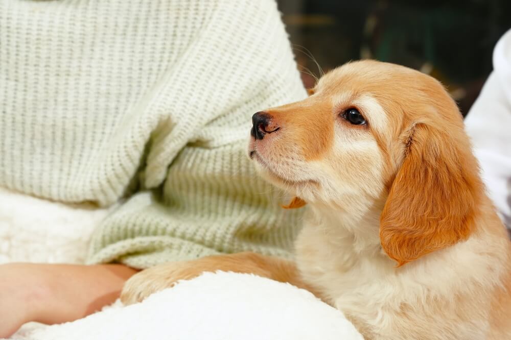 レトリーバー,マイクロチップ,迷子