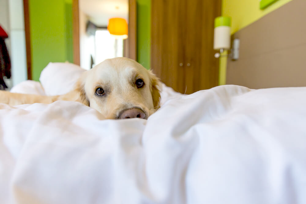 レトリーバー,マイクロチップ,迷子