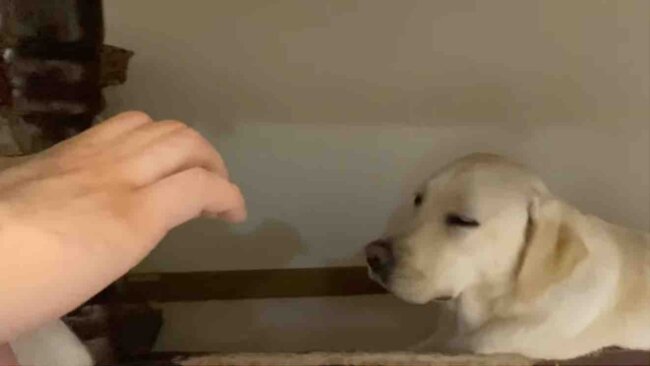 ラブラドールレトリーバー,動画
