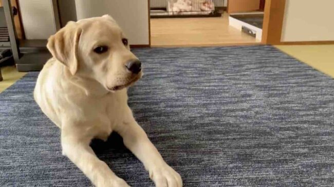 ラブラドールレトリーバー,動画