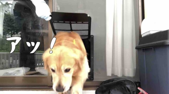 ゴールデンレトリーバー,動画