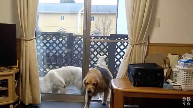 ゴールデンレトリーバー,動画