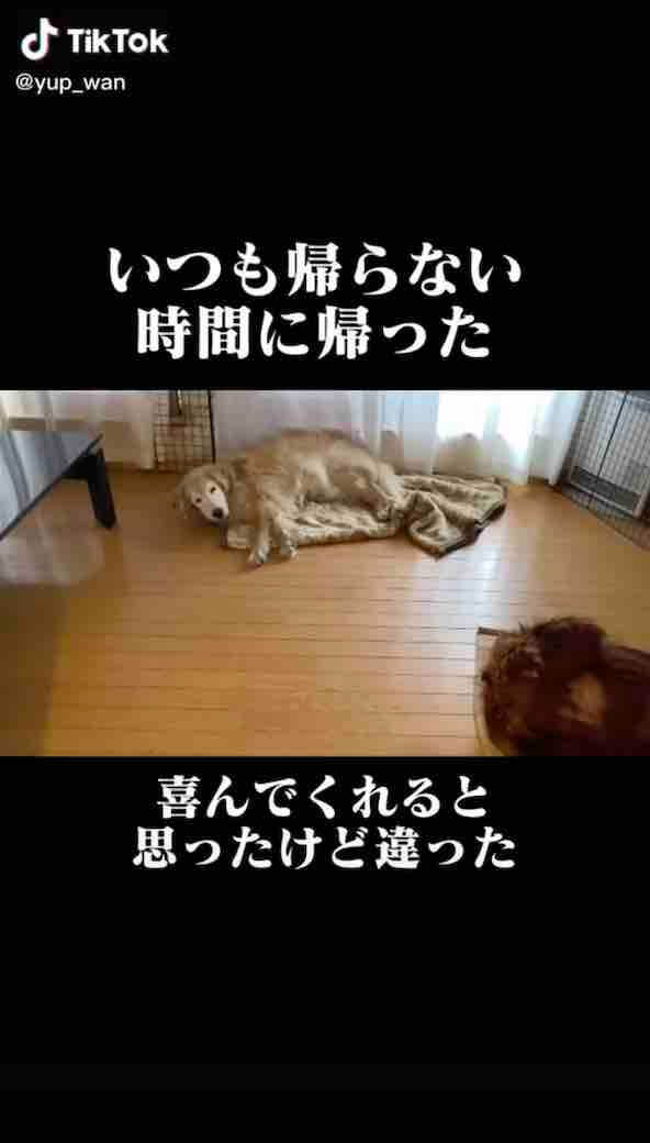 ゴールデンレトリーバー,動画