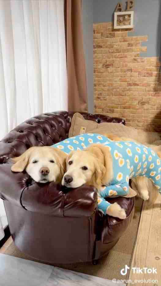 ゴールデンレトリーバー,動画