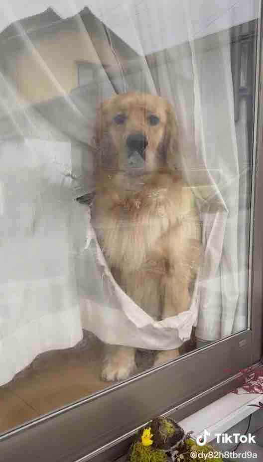 ゴールデンレトリーバー,動画