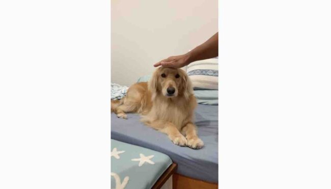 ゴールデンレトリーバー,動画