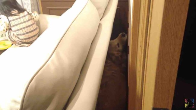 ゴールデンレトリーバー,動画